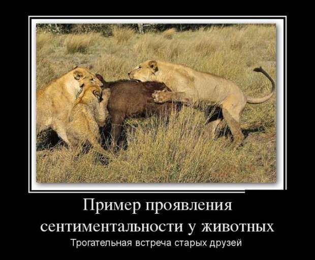 Демотиваторы (30 фото)