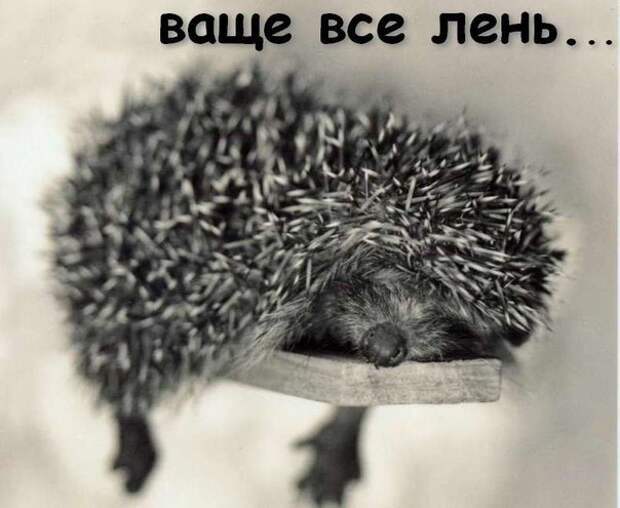 https://pp.vk.me/c7004/v7004465/1ddf2/Q90AtdMUHkQ.jpg