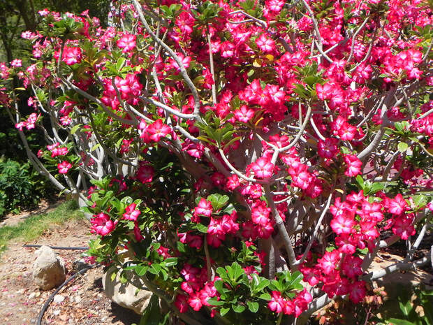 Ботанический сад кибуца "Эйн Геди".Роза пустыни
