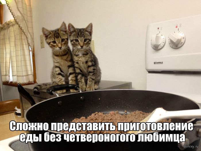 Вещи, которые до боли знакомы всем кошатникам (20 фото)