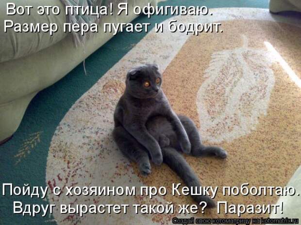 Забавные животные (50 фото)