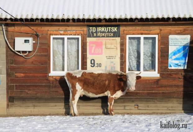 Русские приколы и маразмы (50 фото)