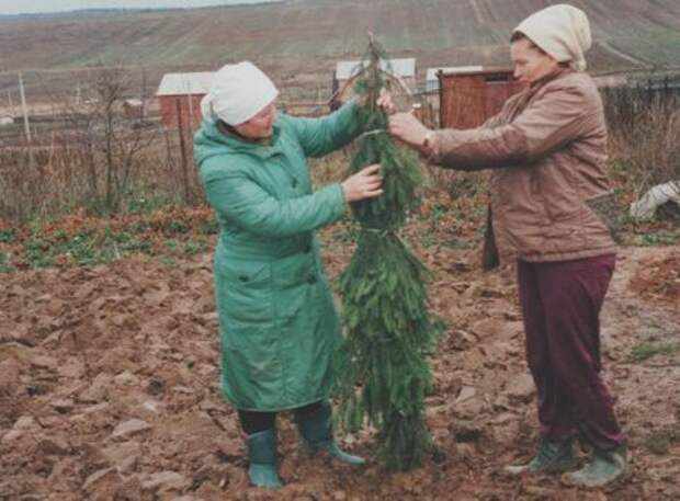 Садовод готовится к зиме