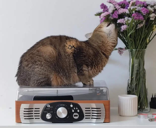 25 вдохновляющих пушистых помощников, которые властвуют в домах и сердцах