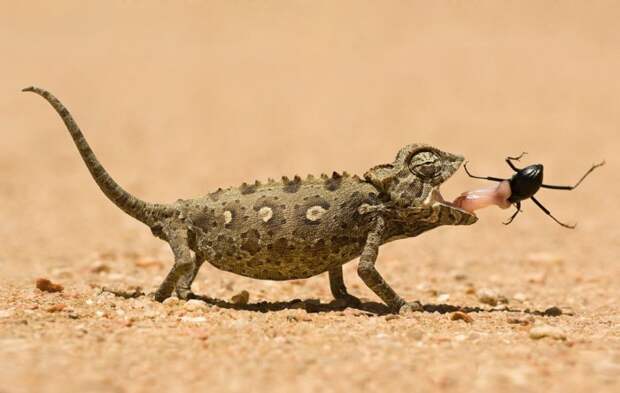 Хамелеон ловит жука в пустыне в Намибии. Автор: Marsel van Oosten.