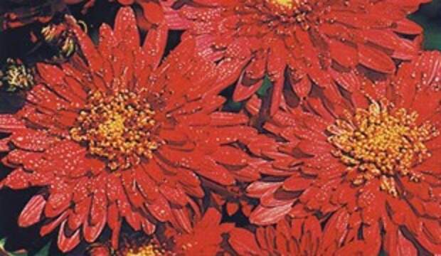 Хризантема Lachsrote Wolke Хризантема Lachsrote Wolke