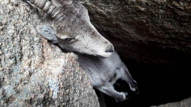 В горах Испании туристы спасли горного козла 
