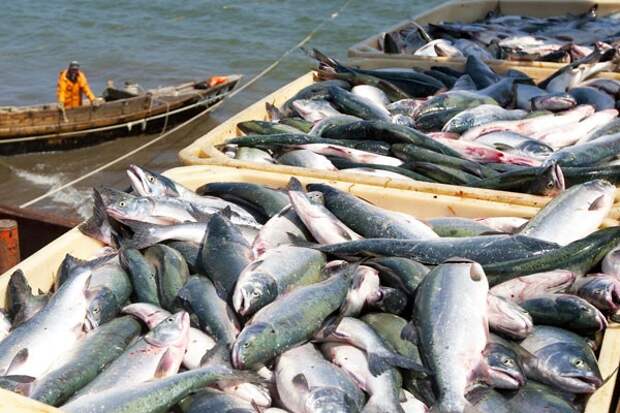 В США потерпела крах инициатива объявить бойкот поставкам рыбы из России