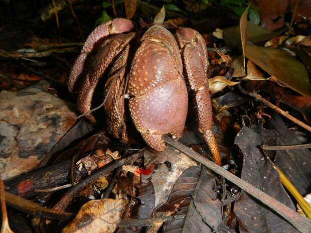 Coconutcrab12 Самый крупный представитель членистоногих, кокосовый краб!