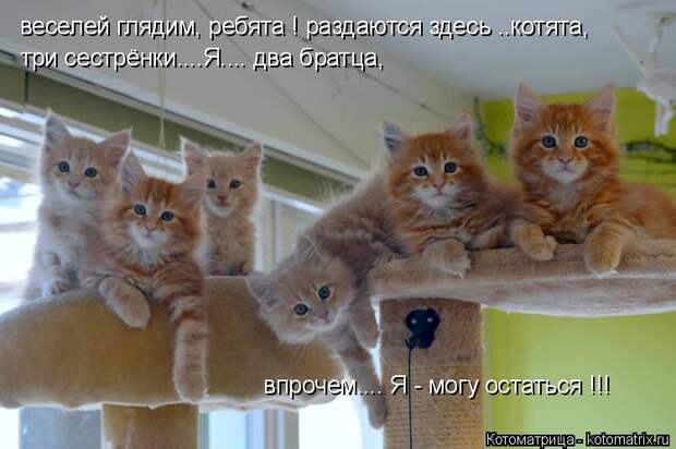 Котоматрица: веселей глядим, ребята ! раздаются здесь ..котята, три сестрёнки....Я.... два братца, впрочем.... Я - могу остаться !!!