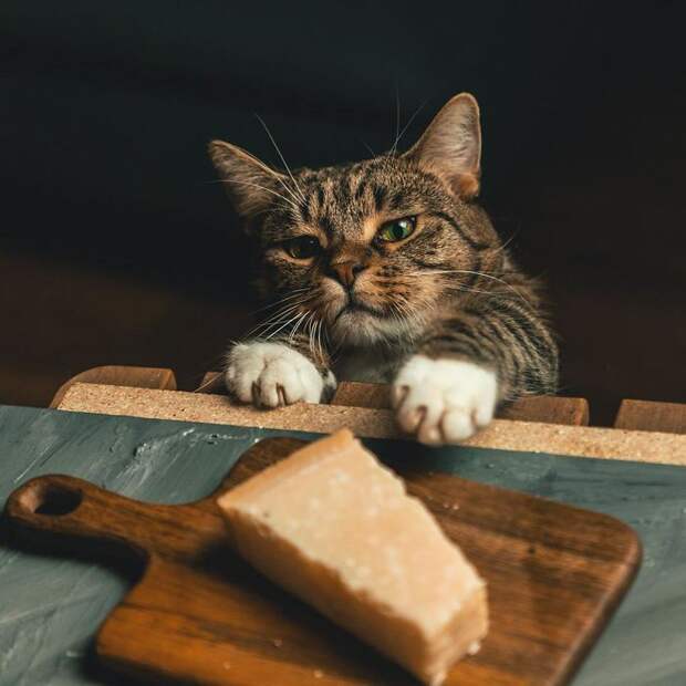кот, пирог