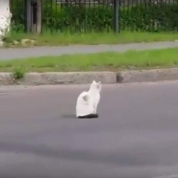 Воронежский кот-самоубийца пощекотал нервы водителям