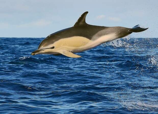 Обыкновенный дельфин (Delphinus delphis L.)