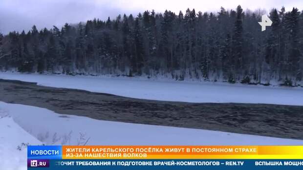 Стоя волков держит в страхе деревню в Карелии
