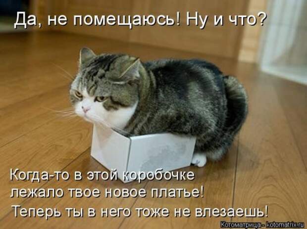 Котоматрица новая и прикольная (37 фото)