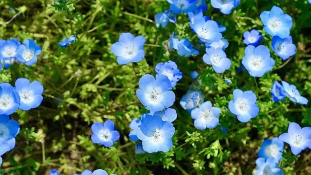 Как нежны виолы лепестки: выбираем садовые цветы по последним модным тенденциям