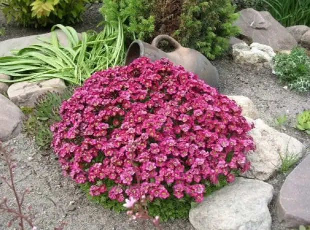 15 красивых растений, которые лучше всего подходят для альпийской горки