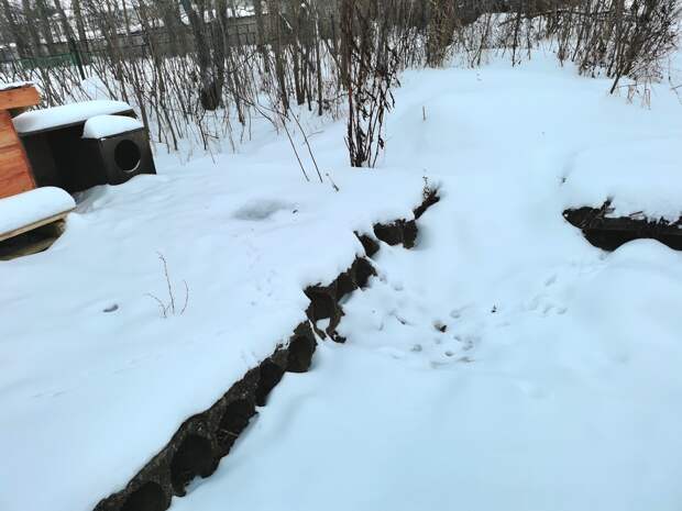 Жители построили для бродячих кошек дом в виде скворечника. Зашли посмотреть, кто там живёт, и увидели одного лишь "квартиранта"