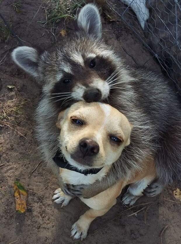 как выглядит истинная дружба между животными