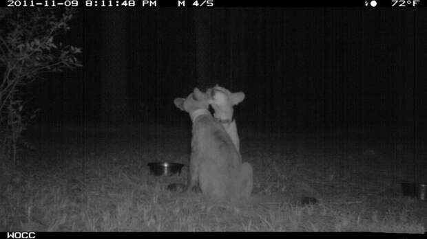 Блог - 15 кадров, на которых фотоловушки застукали диких зверей за очень странными занятиями 15 кадров, на которых фотоловушки застукали диких зверей за очень странными занятиями