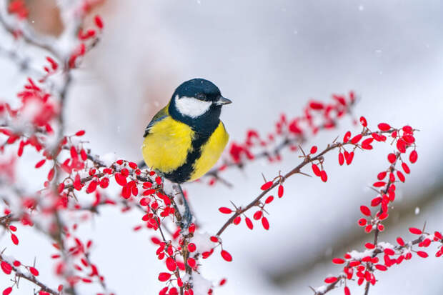 Орнитолог Чернова: птиц нельзя кормить черным хлебом и солеными продуктами