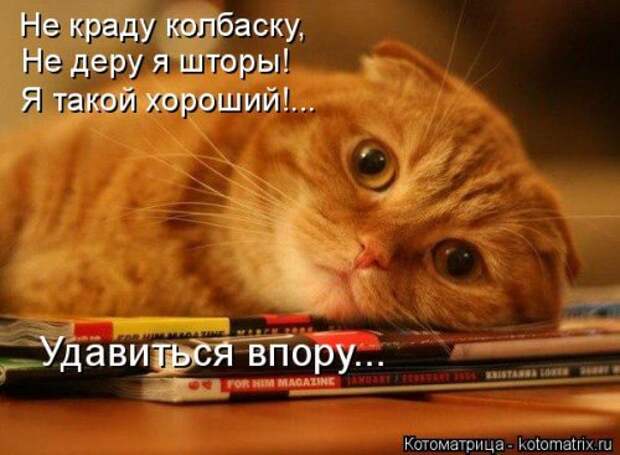 Новая котоматрица (37 шт)