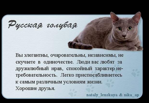 Породы кошек в картинках