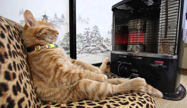 Кошки, которые любят тепло