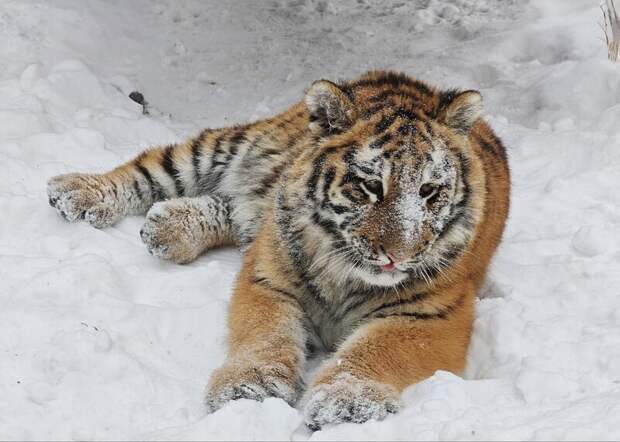 Подросшая тигрица Ракша играет в снегу / Фото: Лесная сказка