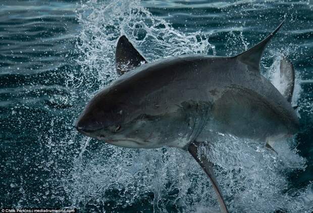 Американский фотограф сделал фото белых акул, от которых стынет кровь