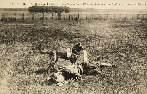 Французская собака-медик обнаружила раненого. Открытка, 1914 г. Фото: Frankfurter Allgemeine.