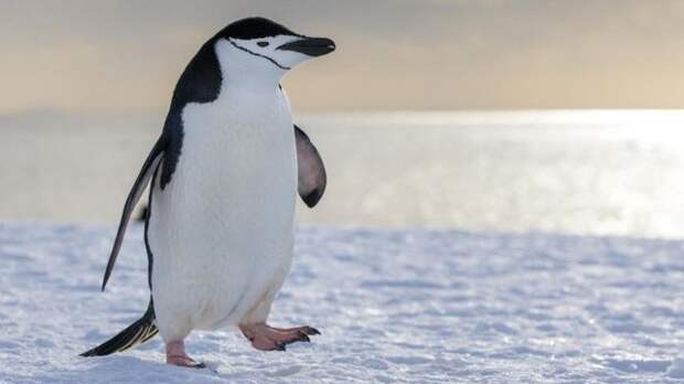 Антарктичний пінгвін (Pygoscelis antarcticus)