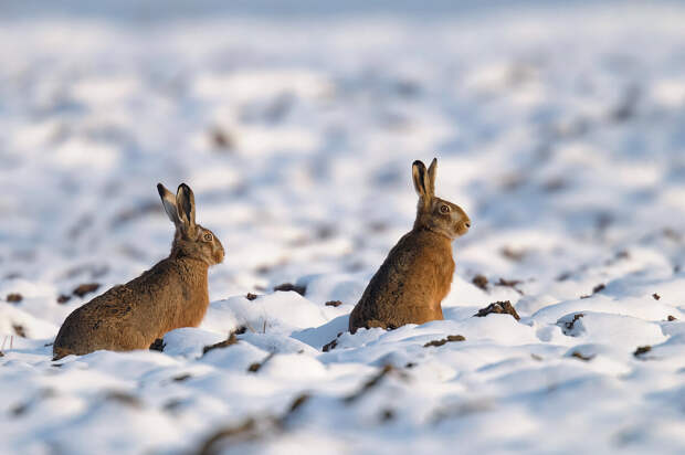 Почему зайцу трудно жить зимой: 10 особенностей из жизни лесного бегуна