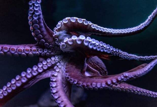 Загадка голубой дыры Дина Загадка голубой дыры Дина