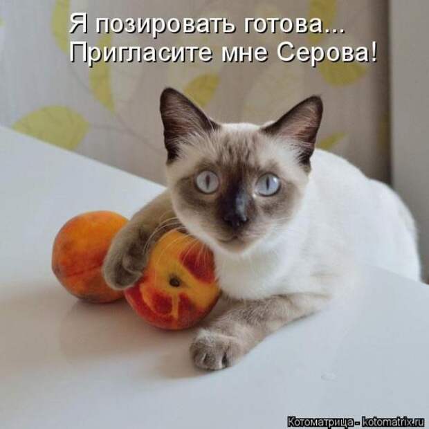 Котоматрицы(картинки с надписями)