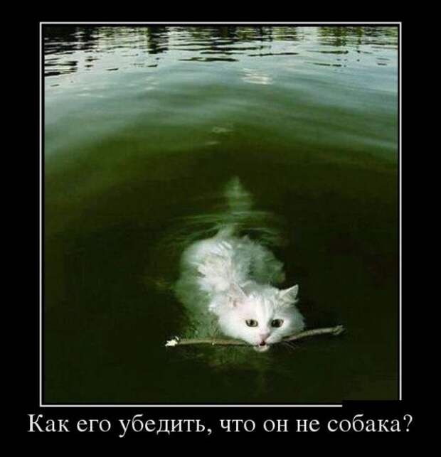 Забавные воскресные демотиваторы для позитива (10 фото)