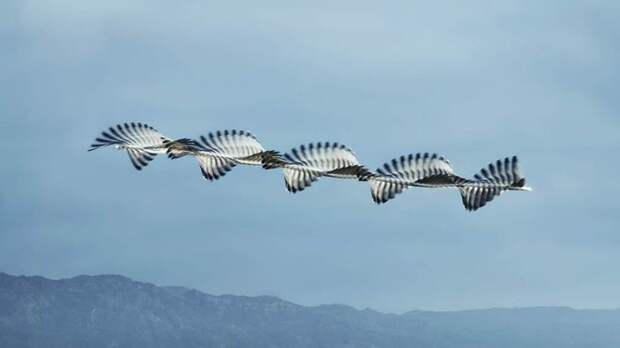 10 поразительных фото, на которых запечатлены «узоры» полетов птиц