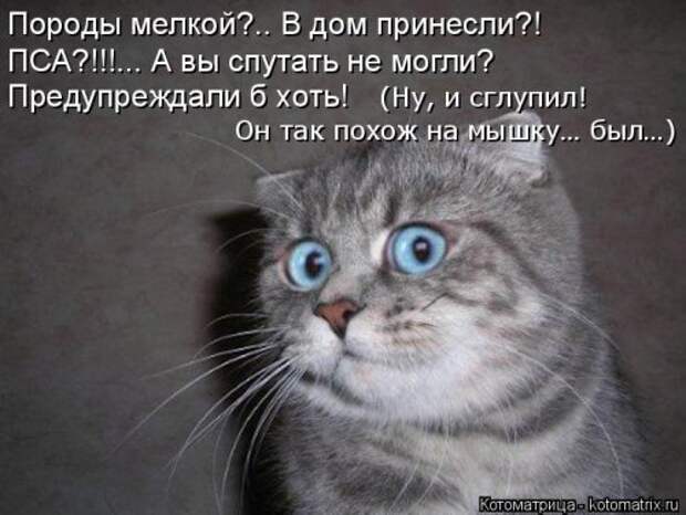 Новая котоматрица на Бугаге (44 фото)