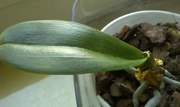 Орхидея через два месяца после реанимации