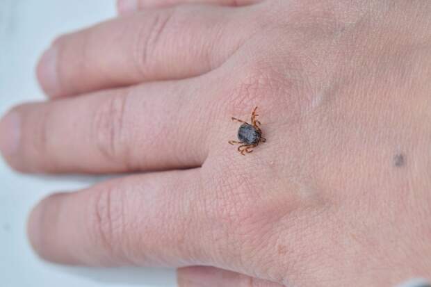 Hyalomma не «мутанты»: крупные клещи, которые встречаются на юге России и иногда преследуют жертву