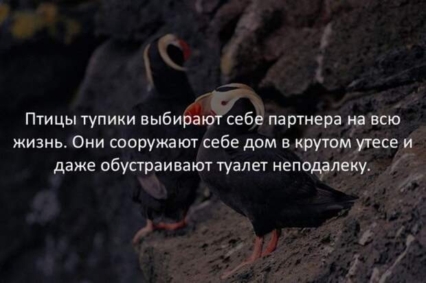 Интересные факты обо всем на свете