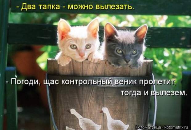 Свежая котоматрица на Бугаге (37 фото)