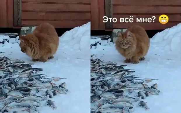 «Сколько рыбов!»: кота до глубины души поразил богатый улов хозяина