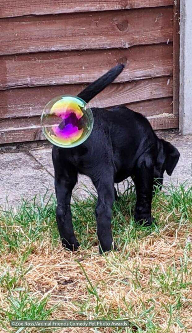 День домашних животных: самые смешные фото пушистых любимчиков в сети