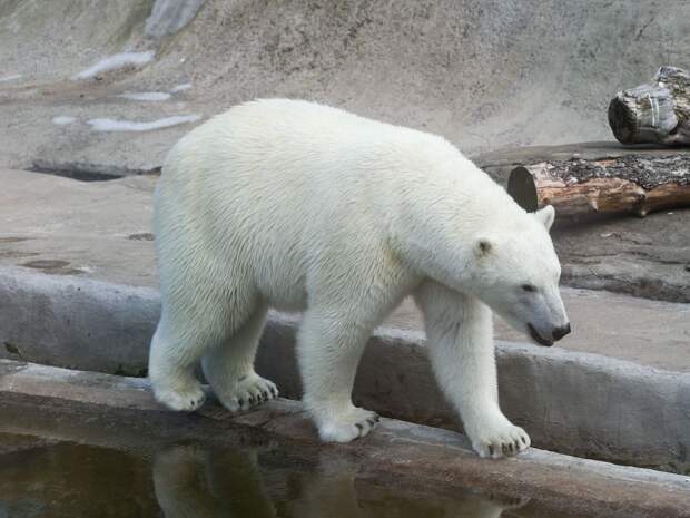 В Тюмень приедет семейство легендарных белых медведей
