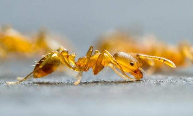 Желтые муравьи на первый взгляд абсолютно безопасны, имеют небольшие размеры тела муравьи, насекомые, опасные, страшные, фауна