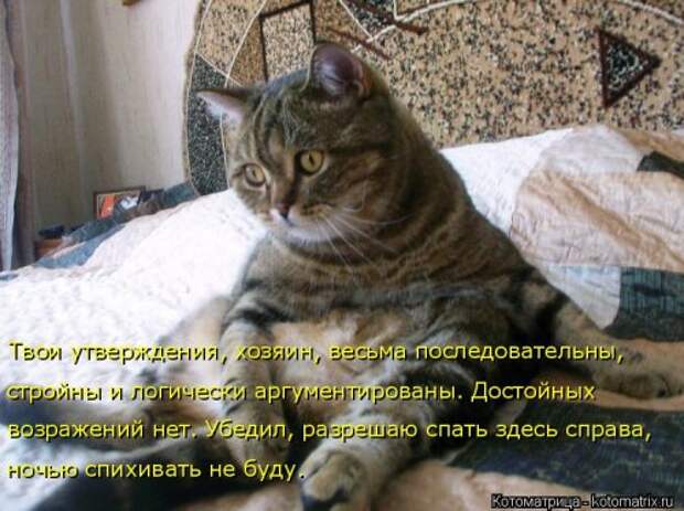 Новая отличная котоматрица (38 фото)