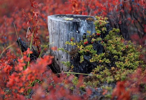 Осенняя Колыма, туманы Приморья, озёра и горы в пейзажных фотографиях Тони Андреевой 2