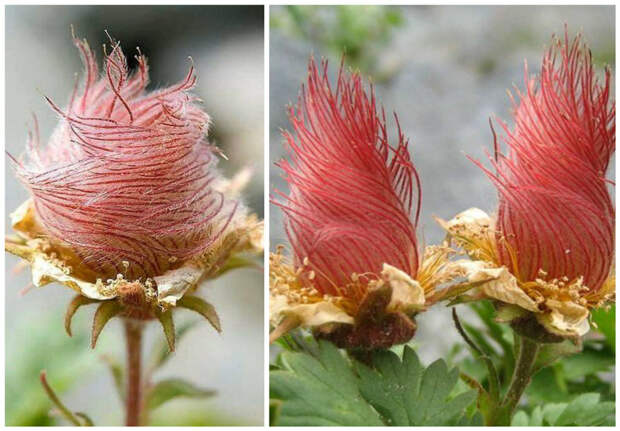 Гравилат ползучий (Geum Reptans) красота, особенные, природа, растения, флора, цветы