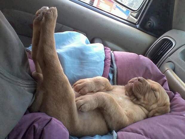 У этих собак был настолько сложный день, что спят они без задних ног